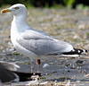 2cy argentatus in February, ringed in Norway. (75189 bytes)